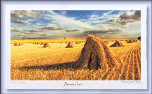 #154 - "Baroota Stooks" - Grass Valley Western Australia