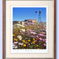 #169 - "The Flower Mill" - Paynes Find, Western Australia