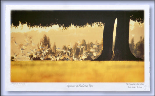 #178 - "Afternoon at MacCallum Park" - Victoria Park Perth